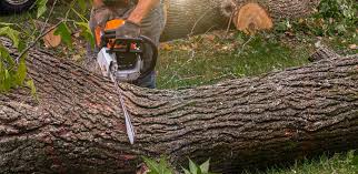 Best Tree Risk Assessment  in Leland Grove, IL