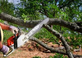 Best Fruit Tree Pruning  in Leland Grove, IL