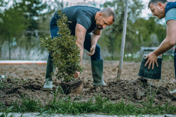  Leland Grove, IL Tree Services Pros