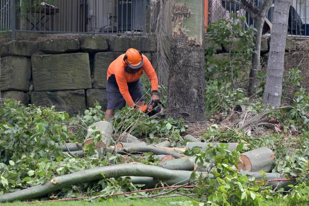 Best Stump Grinding and Removal  in Leland Grove, IL