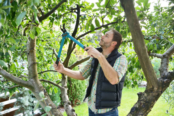 Reliable Leland Grove, IL Tree Services Solutions